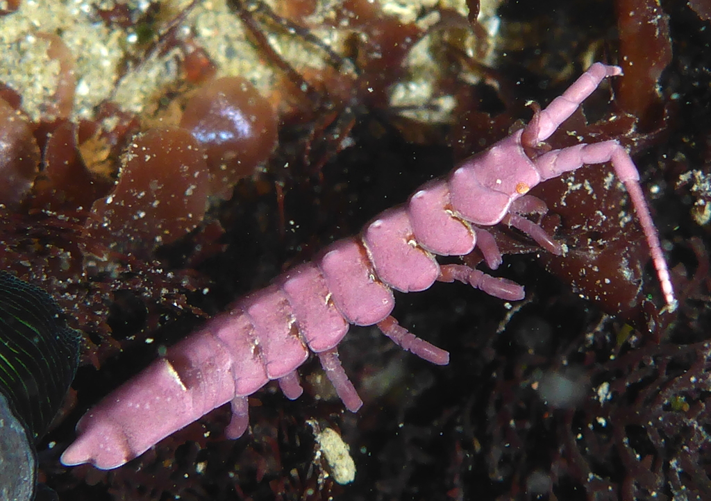 Pencil Isopod