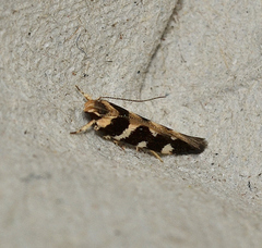 Macrobathra bigerella