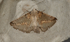 Cassythaphaga macarta