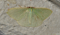 Chlorocoma assimilis