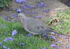 Zenaida auriculata