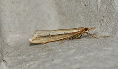 Hednota acontophora