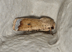Proteuxoa cyanoloma
