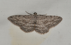 Phelotis cognata