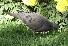 Zenaida auriculata