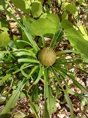 Rhopalomyia hirtipes gall