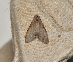 Nola pleurosema