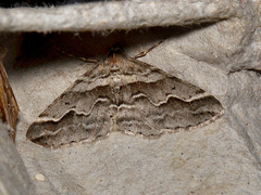 Syneora cheleuta