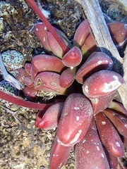 Crassula clavata