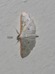 Palpita annulifer