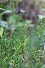 Conradina verticillata