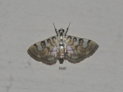 Tabidia aculealis
