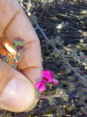 Indigofera esterhuysenae