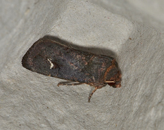 Proteuxoa bistrigula