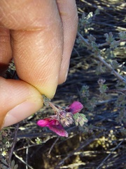 Indigofera esterhuysenae