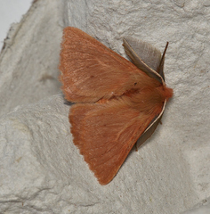 Pterolocera leucocera