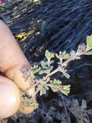 Indigofera esterhuysenae