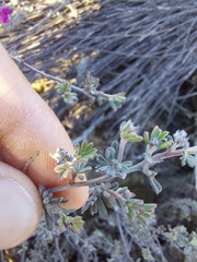 Indigofera esterhuysenae