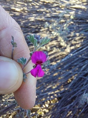 Indigofera esterhuysenae