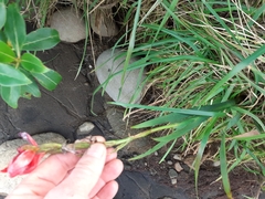 Hesperantha coccinea
