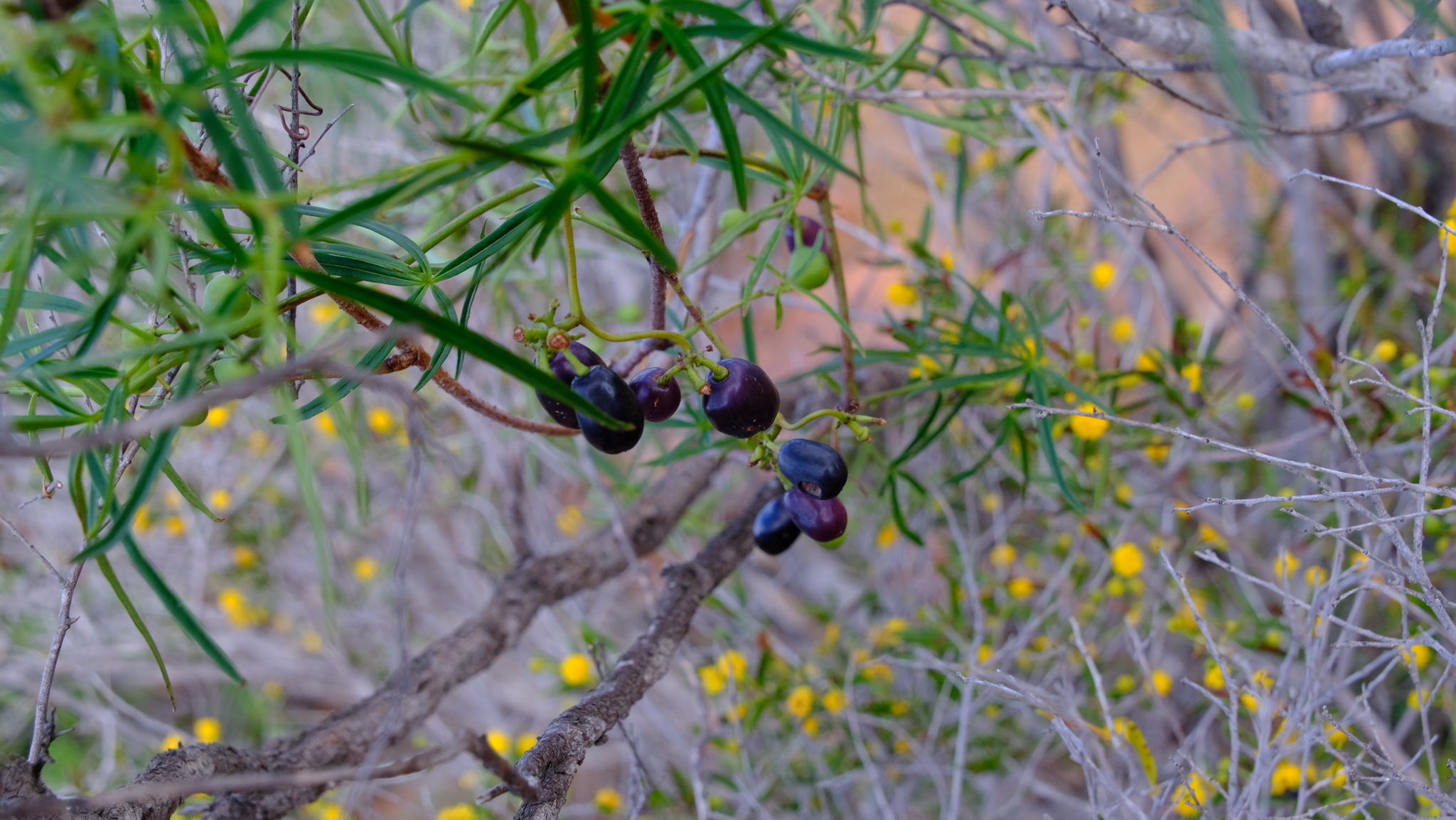 Clematicissus angustissima