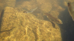 Pseudochondrostoma polylepis