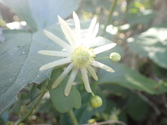 Knowltonia vesicatoria