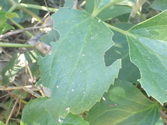 Knowltonia vesicatoria