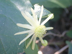 Knowltonia vesicatoria