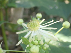Knowltonia vesicatoria