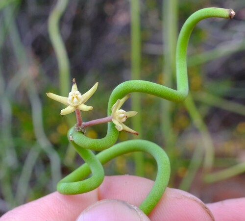 Sarcostemma viminale subsp. australe (= Cynanchum viminale subsp. australe)