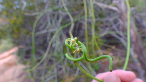 Sarcostemma viminale (L.) R.Br. 4