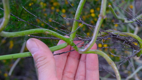 Sarcostemma viminale subsp. brunonianum (= Cynanchum viminale subsp. brunonianum)