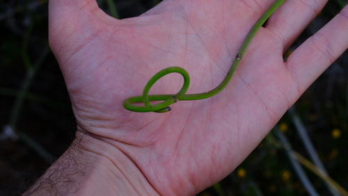 Sarcostemma viminale subsp. brunonianum (= Cynanchum viminale subsp. brunonianum) 2