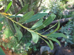 Salix elbursensis