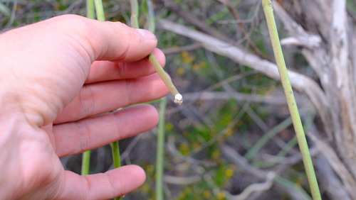 Sarcostemma viminale subsp. brunonianum (= Cynanchum viminale subsp. brunonianum) 3