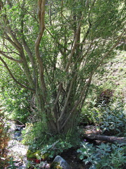 Salix elbursensis