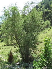 Salix elbursensis