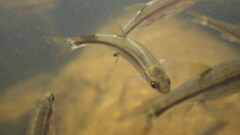 Squalius alburnoides
