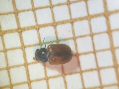 Pagria varians