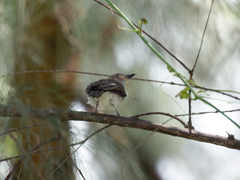 Pachycephala cinerea