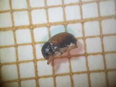 Pagria varians