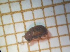 Pagria varians