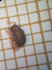 Pagria varians