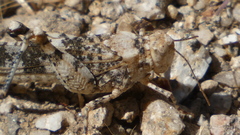 Oedipoda coerulea