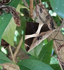 Bastilla crameri