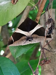 Bastilla crameri