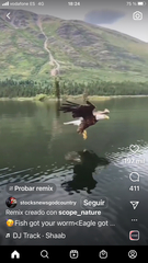 Haliaeetus