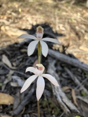 Caladenia cucullata