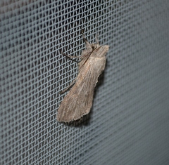 Catabena lineolata